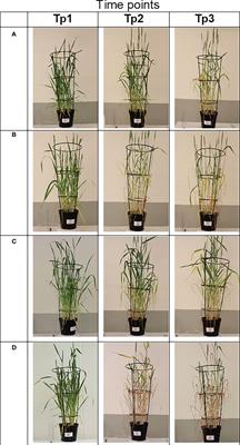 Impacts of heat, drought, and combined heat–drought stress on yield, phenotypic traits, and gluten protein traits: capturing stability of spring wheat in excessive environments